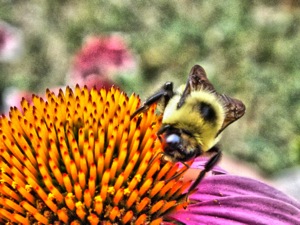 bumble bee on coneflower