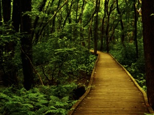 board walk in the woods