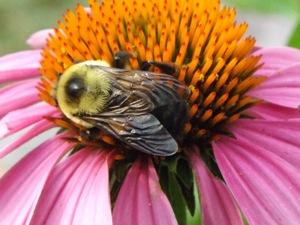 bumblebee