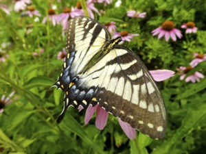 butterfly